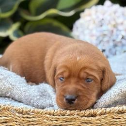 Gator - Yellow male Labrador Retriever puppy in Puyallup, Washington from 12 Door Farm Labradors