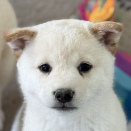 Shiba Inu from Southern Shibas