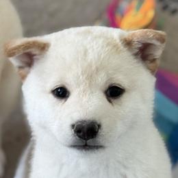 Shiba Inu from Southern Shibas