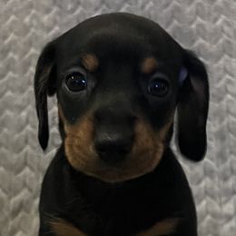 Dachshunds from MD Dachshunds