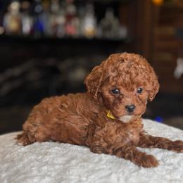 Birdie - Red  female Goldendoodle puppy in South Jordan, Utah from Wasatch Pup