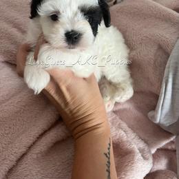 Miniature Schnauzer Puppies from Love Giver Schnauzers