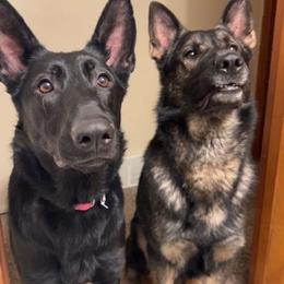 German Shepherds from Williams Shepherds