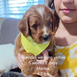 Lavender  collar - Red female Bernedoodle puppy in Fairmount, Indiana from Capens' Doodles,Poodles and Poo's