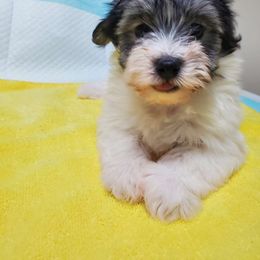 Francine - Havanese puppy from Havaneses de Santillan