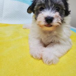 Francine - Havanese puppy from Havaneses de Santillan