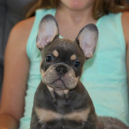 French Bulldog Puppies from Freeman Frenchies DFW