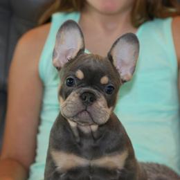 French Bulldog Puppies from Freeman Frenchies DFW