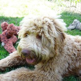 Paisley - Australian Labradoodle