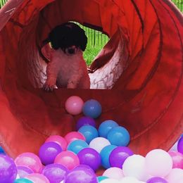 Poodle Puppies from Crystal Creek Standard Poodles