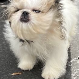 Shih Tzu Puppies from Ling Lings’ Shih Tzu