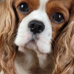 River - Cavalier King Charles Spaniel