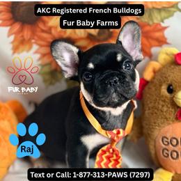 Raj - Black and tan male French Bulldog puppy in Michigan from Fur Baby Farms
