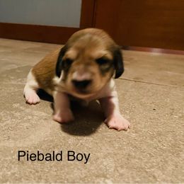 Piebald Boy - Red male Dachshund puppy in Sultan, Washington from Honeydew Ranch