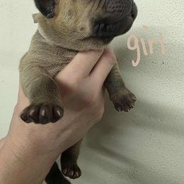 White collar female - Fawn female Boerboel puppy in Rockford, Illinois from Adoraboerboels