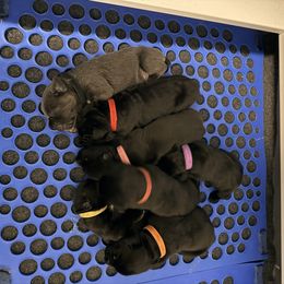 First pick Female - Black female Cane Corso puppy in Homestead, Florida from Sabal Palm Cane Corso