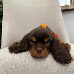 Rockie - Chocolate male Cavalier King Charles Spaniel puppy in Herriman, Utah from Gypsi Doodles & Poodles LLC.