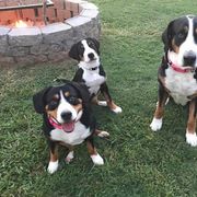 Greater Swiss Mountain Dog All Grown Up from Lone Palm