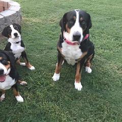 Greater Swiss Mountain Dog All Grown Up from Lone Palm