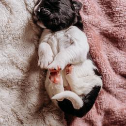 Newfoundland Puppies from Kinson Ridge Giants