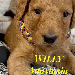 Boy 4 - Apricot Poodle puppy in Oceanside, New York from Anastasia STANDARD Poodles three four seven seven five four two three four five