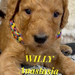 Boy 4 - Apricot Poodle puppy in Oceanside, New York from Anastasia STANDARD Poodles three four seven seven five four two three four five