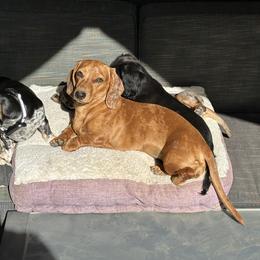Scarlett - Dachshund