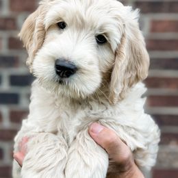 Goldendoodle Puppies from Gentry Doodles