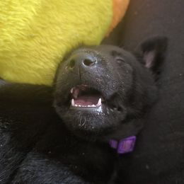 Belgian Malinois Puppies from Faubion Malinois