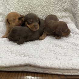 Dachshund puppies from JK Kennel