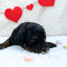 Ainsley - Tri-color female Cavapoo puppy in Redding, California from O’Hara  Doodles