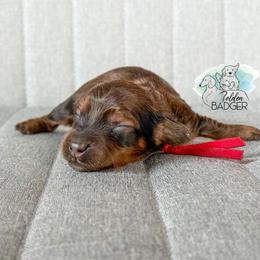 Red Collar - Red male Dachshund puppy in Cheyenne, Wyoming from Golden Badger Kennels