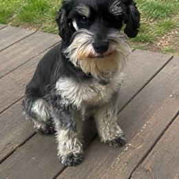 Archie - Miniature Schnauzer