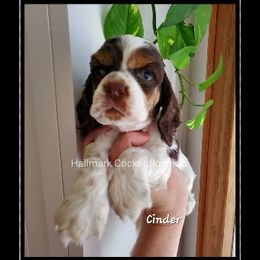 Cocker Spaniel Puppies from Hallmark Cocker Spaniels