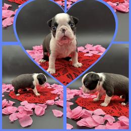 Amos - Seal and white male Boston Terrier puppy in Jacksonville, Florida from Trail’s End Boston Terriers