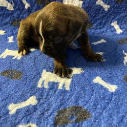 Girl 3 - female Boxer puppy in Custer, South Dakota from Tracy's Boxers
