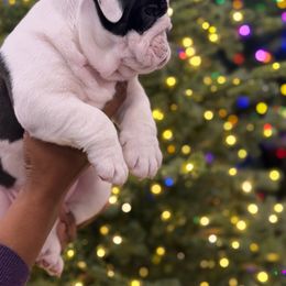 Roberta - Chocolate tri-color female Bulldog puppy in San Antonio, Texas from Bulldogzilla Breeders