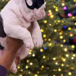 Roberta - Chocolate tri-color female Bulldog puppy in San Antonio, Texas from Bulldogzilla Breeders