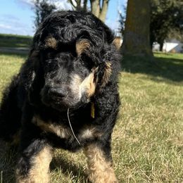 Goldendoodles from Doodles and Chaos