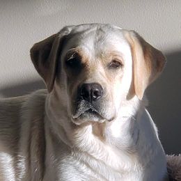 Tikka - Labrador Retriever