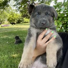 Olivia - Blue female German Shepherd puppy in Watervliet, Michigan from M&M Shepherd Farms