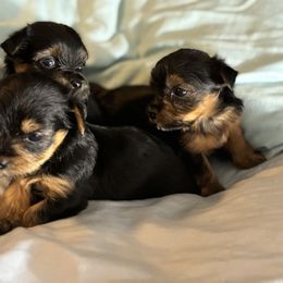 Morkie and Yorkshire Terrier Puppies from DEJAVU PUPS