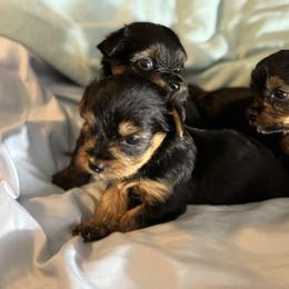 Morkie and Yorkshire Terrier Puppies from DEJAVU PUPS