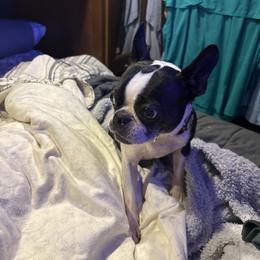 Boston Terrier puppies from Tuxedo Bostons of Atlanta