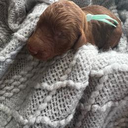 Light Green - Red  male Poodle puppy in Lima, Ohio from Buckeye Red Standard Poodles