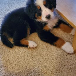 Bernedoodle and Bernese Mountain Dog Puppies from King Swiss Acres of North Texas