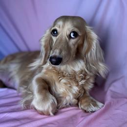 Reign - Dachshund