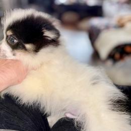 Timothy - Tri-colored male Pomeranian puppy in Gilmer, Texas from Fairchild Fancy Pomeranians and Coachella Pomeranians