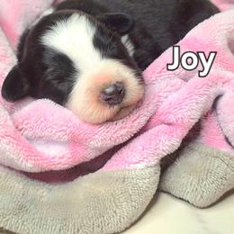 Joy - Black tri female Toy Australian Shepherd puppy in Bethany, Oklahoma from Donna's Toy & Mini Aussies