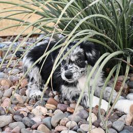 Aspen - Blue merle female Australian Shepherd puppy in Stephenville, Texas from Rockin B Australian Shepherds
